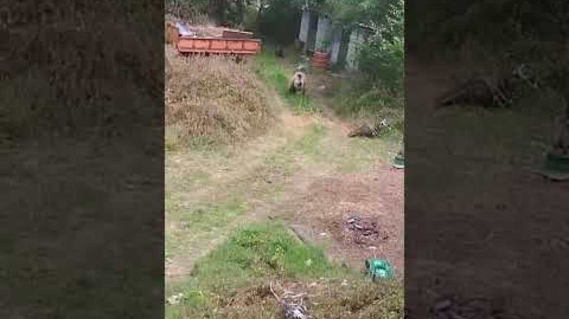 Αρκούδα στην Εορδαίας