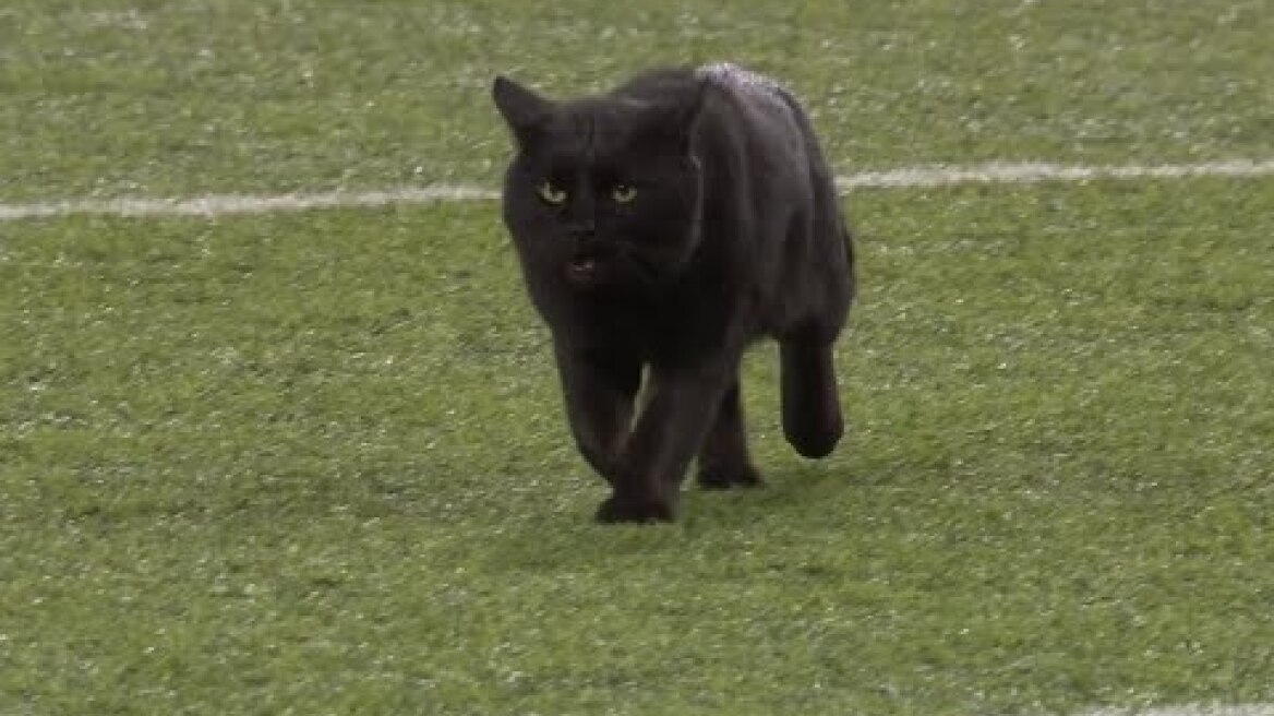 Η γάτα μπήκε στο γήπεδο