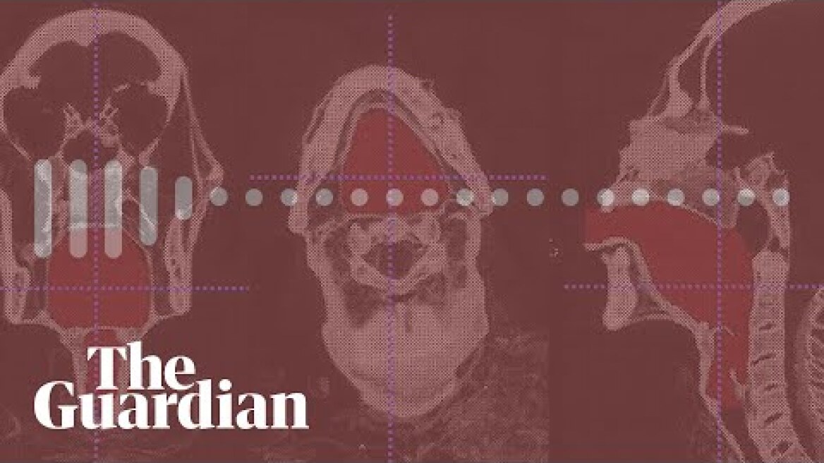 Scientists recreate sound an ancient mummy's vocal tract would have made – audio