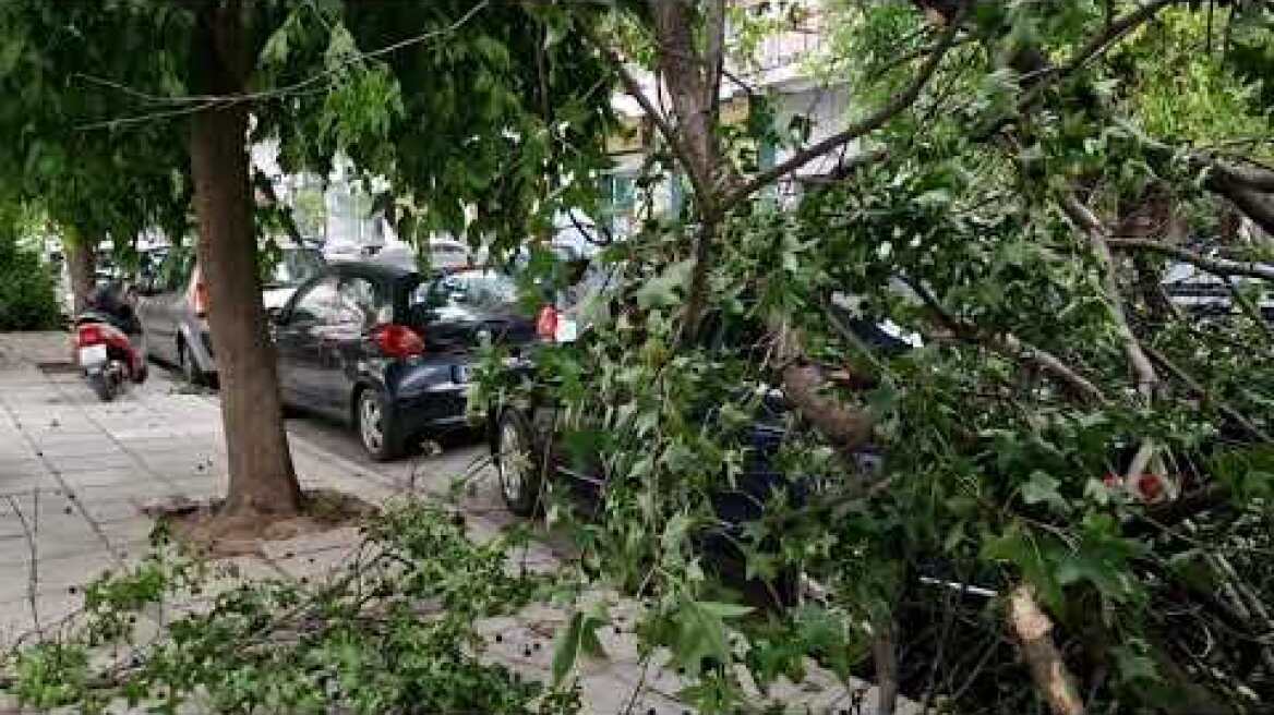 Πτώσεις δέντρων από το μπουρίνι που "χτύπησε" τη Θεσσαλονίκη (1)