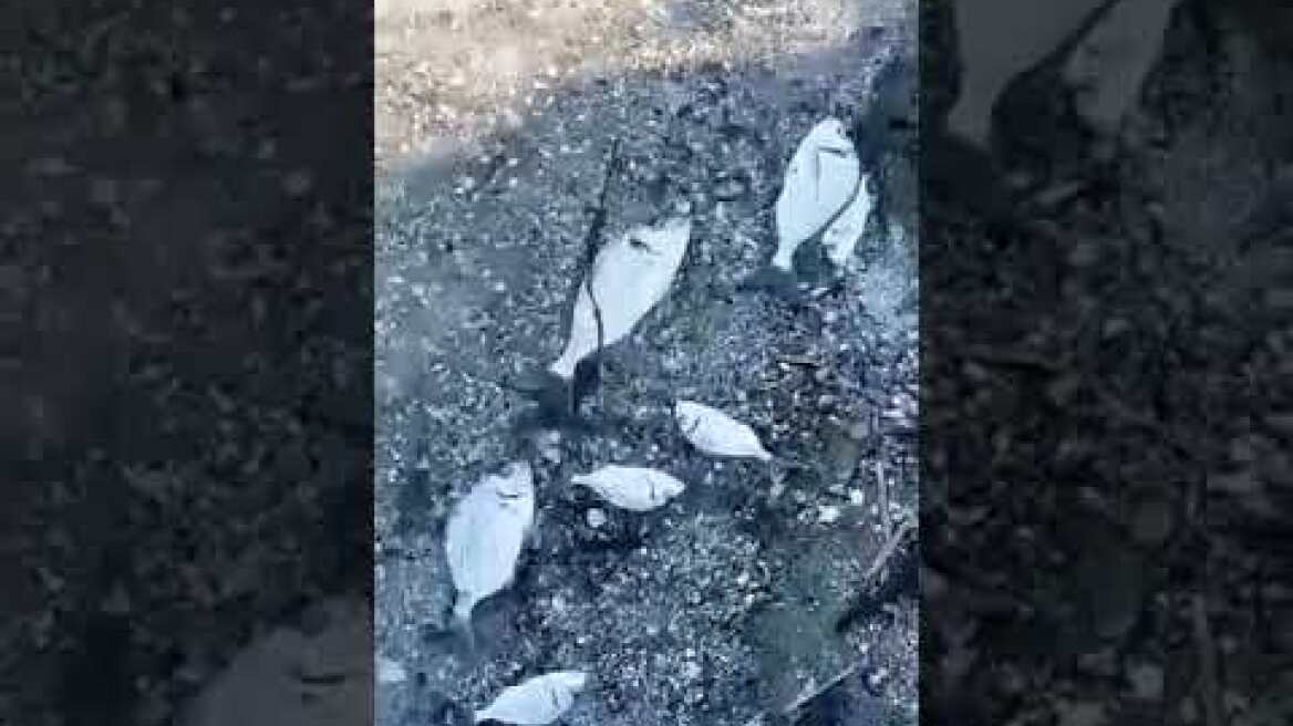 Νεκρά ψάρια στη λιμνοθάλασσα του Δρεπάνου στην Ηγουμενίτσα 1