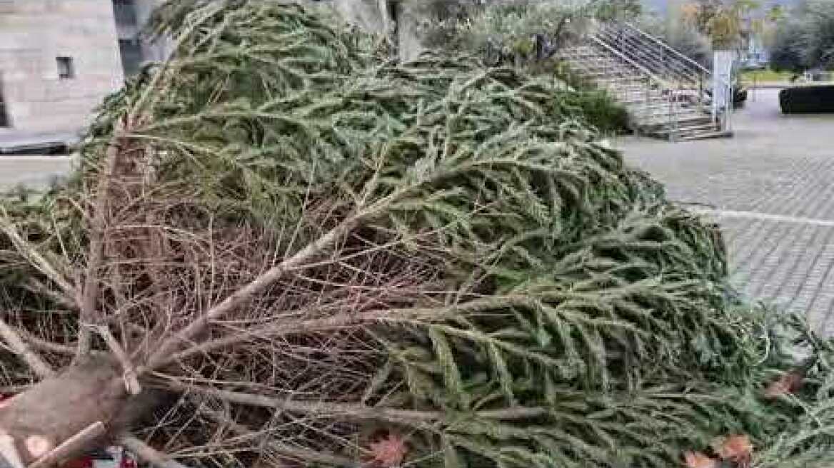 Κατέρρευσε το χριστουγεννιάτικο δέντρο μπροστά από το δημαρχείο Θεσσαλονίκης 