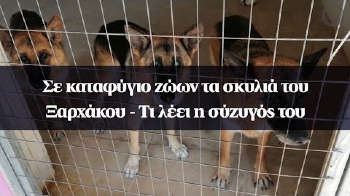 Σε καταφύγιο ζώων τα σκυλιά του Ξαρχάκου - Τι λέει η σύζυγός του