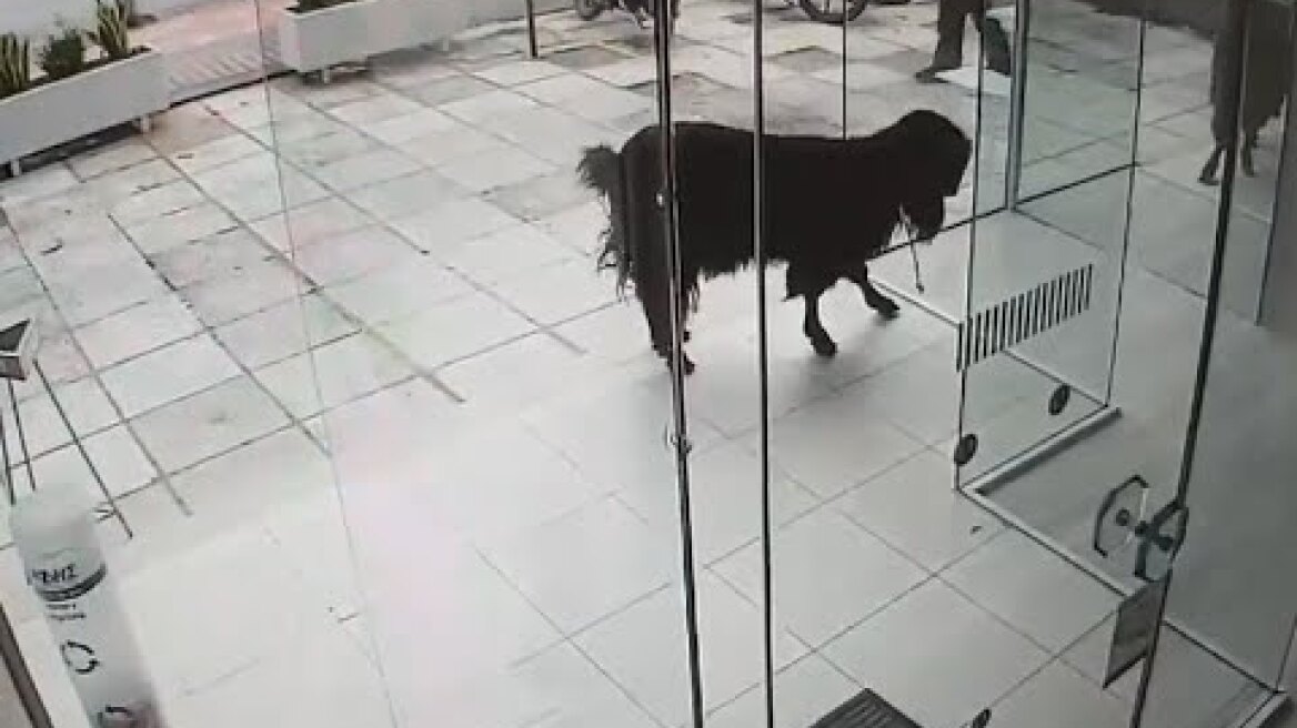 Τράγος στο κέντρο του Ρεθύμνου!