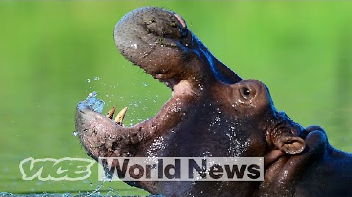 Pablo Escobar's 'Cocaine Hippos' Might Finally Need to Be Killed
