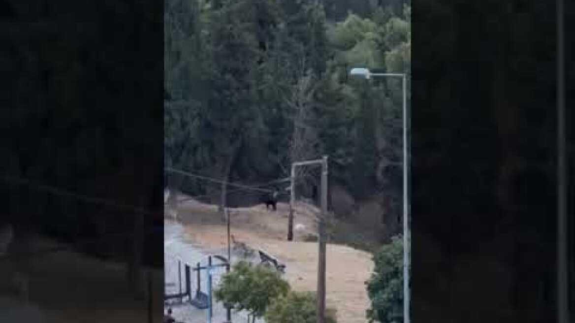 Θεσσαλονίκη: Αγριογούρουνο κάνει... βόλτες απέναντι από σπίτια (3)
