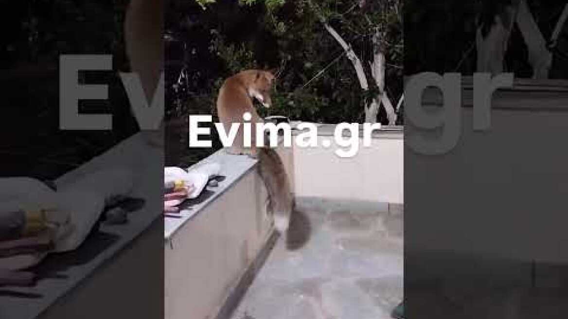 Η viral Αλεπού της Εύβοιας