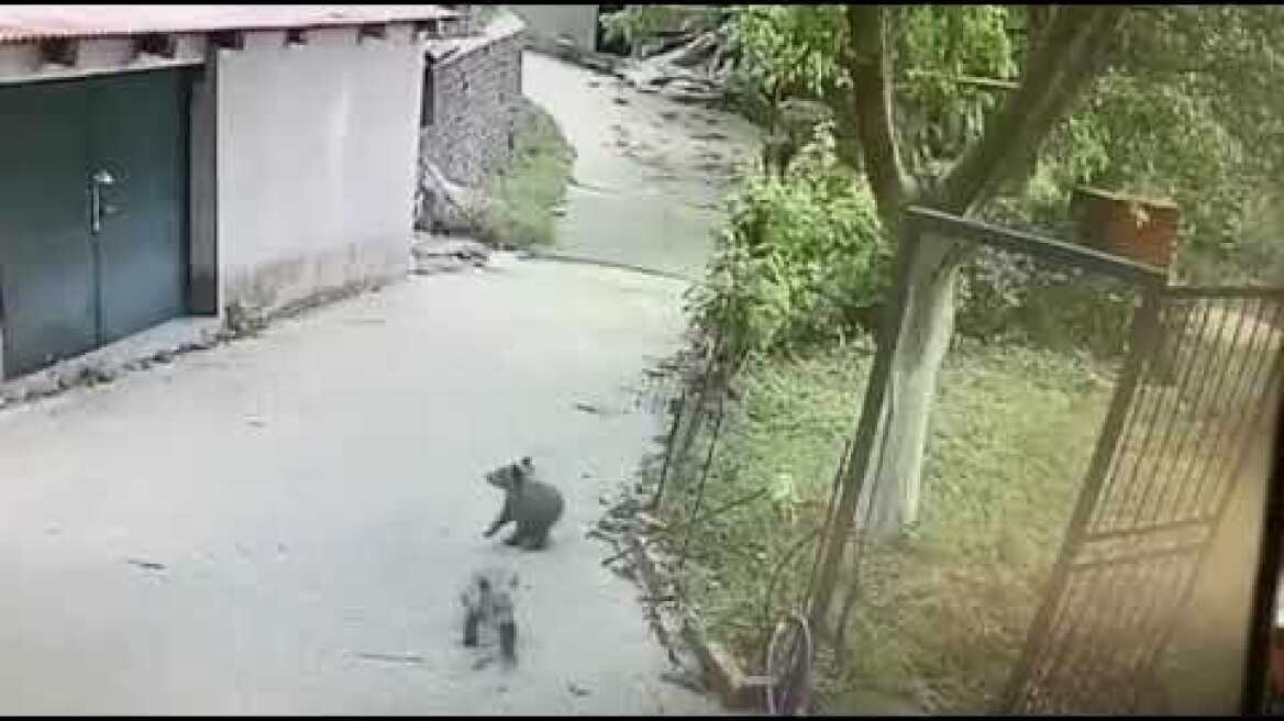 ΑΡΚΟΥΔΑΚΙΑ ΜΕΤΣΟΒΟ