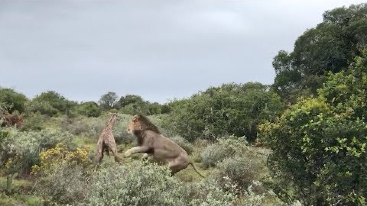 Baby Giraffe Attacked By Lions After Taking First Steps