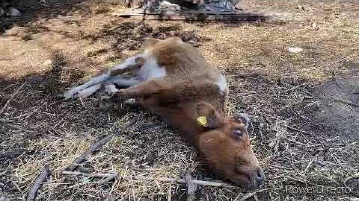 Κολαστήριο αγελάδων στην Κω σκληρές εικόνες