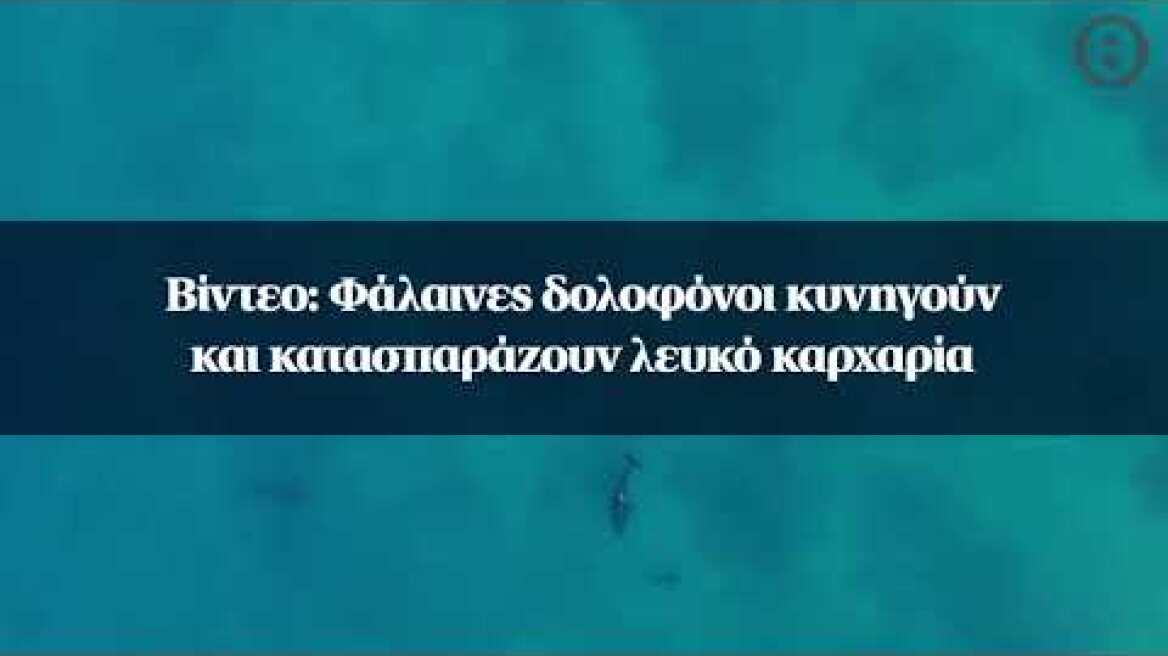 Βίντεο: Φάλαινες δολοφόνοι κυνηγούν και κατασπαράζουν λευκό καρχαρία