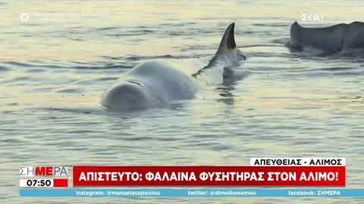 Απίστευτο περιστατικό στον Άλιμο: Στα ρηχά μικρή φάλαινα