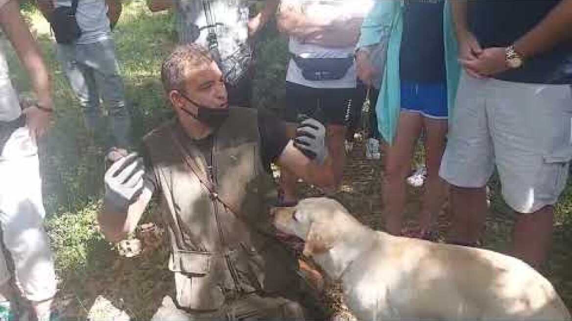 Κυνήγι τρούφας