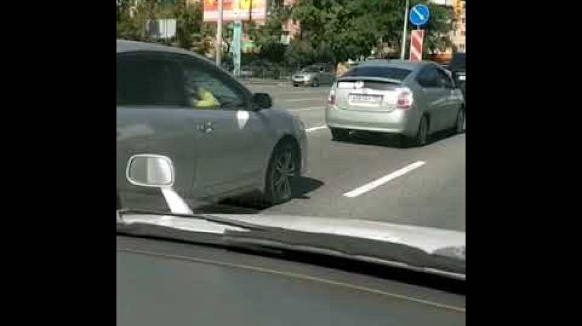 DEITA.RU Лев в машине, Владивосток