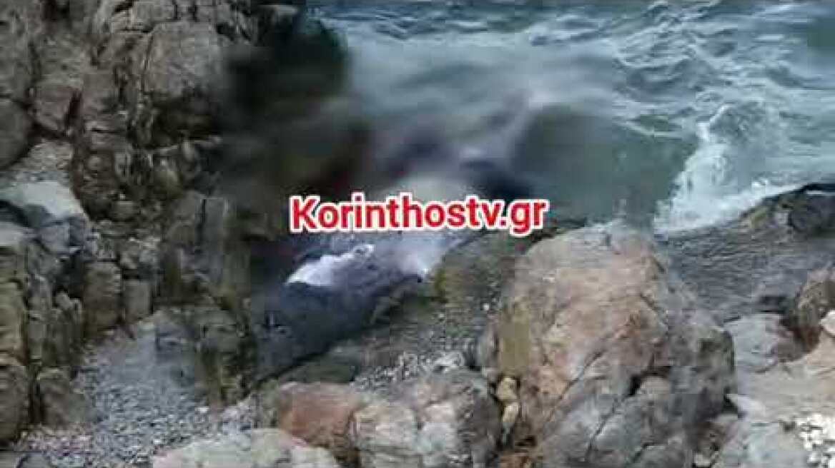 Νεκρή φώκια στο Αμόνι Κορινθίας 