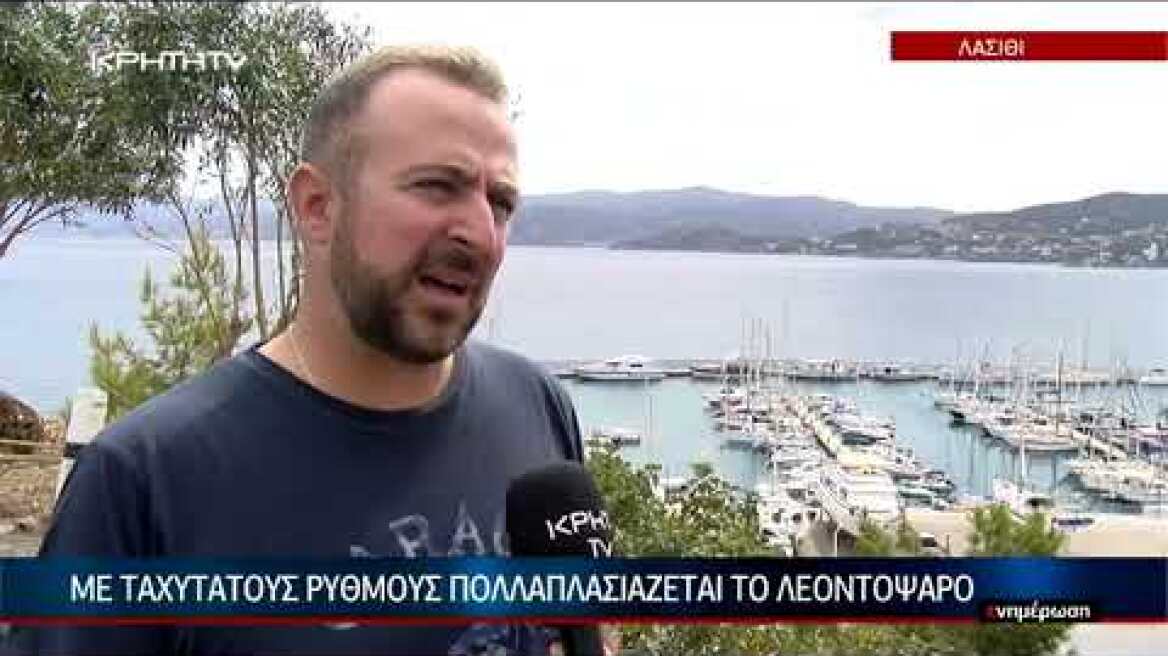 Με ταχύτατους ρυθμούς πολλαπλασιάζεται το Λεοντόψαρο