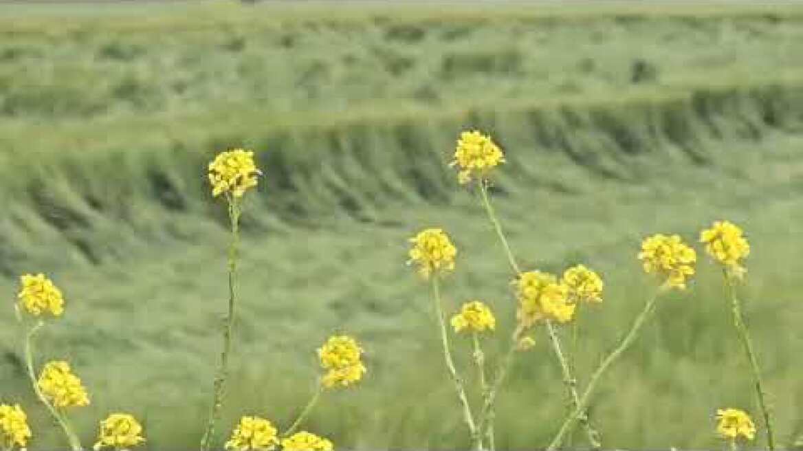 Χαλάζι «χτύπησε» καλλιέργειες σε Τύρναβο και Φάρσαλα (1)