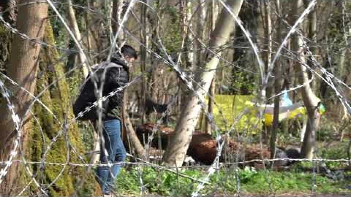 ΟΡΓΑΝΩΣΗ ΕΔΑΦΟΥΣ ΣΤΟ ΔΑΣΟΣ ΚΑΣΤΑΝΕΩΝ 2