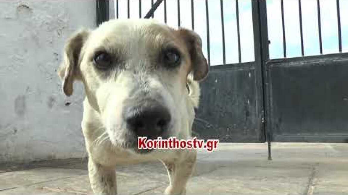 Χιλιομόδι: Σκυλάκι κοιμάται στον τάφο του ανθρώπου που τον μεγάλωσε