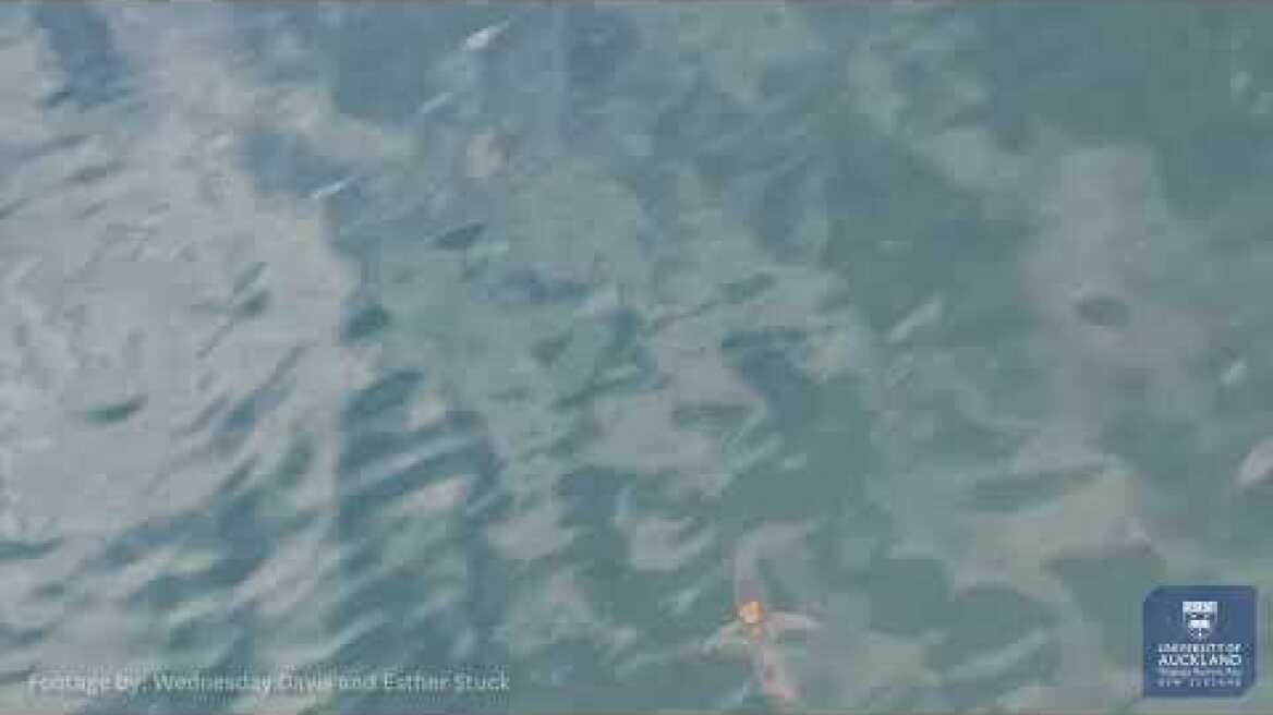 Marine mystery of octopus riding shark