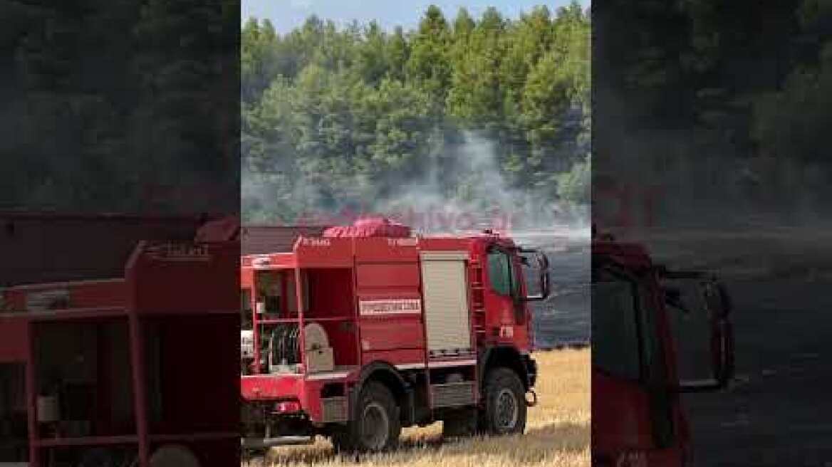 Ξέσπασε πυρκαγιά έξω από την Θήβα - Μεγάλη κινητοποίηση από τη Πυροσβεστική