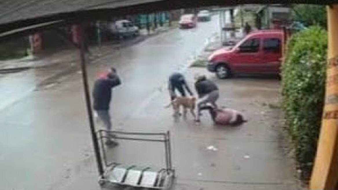 Dramatic moment a pitbull bites a seven-year-old girl