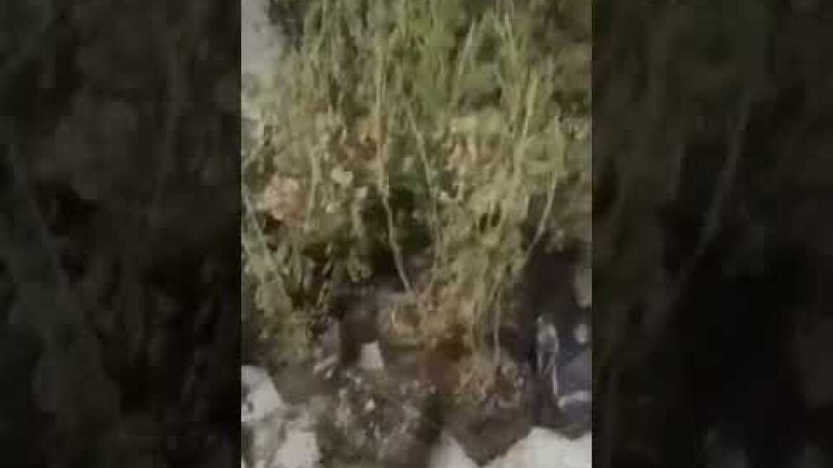 30 κιλά κάνναβης και 724 φυτά κάνναβης κατασχέθηκαν από την Υποδιεύθυνση Ασφάλειας Καλαμάτας