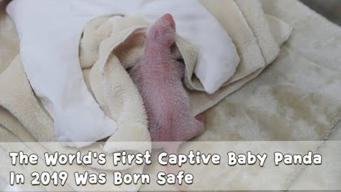 The World's First Captive Baby Panda In 2019 Was Born Safe | iPanda