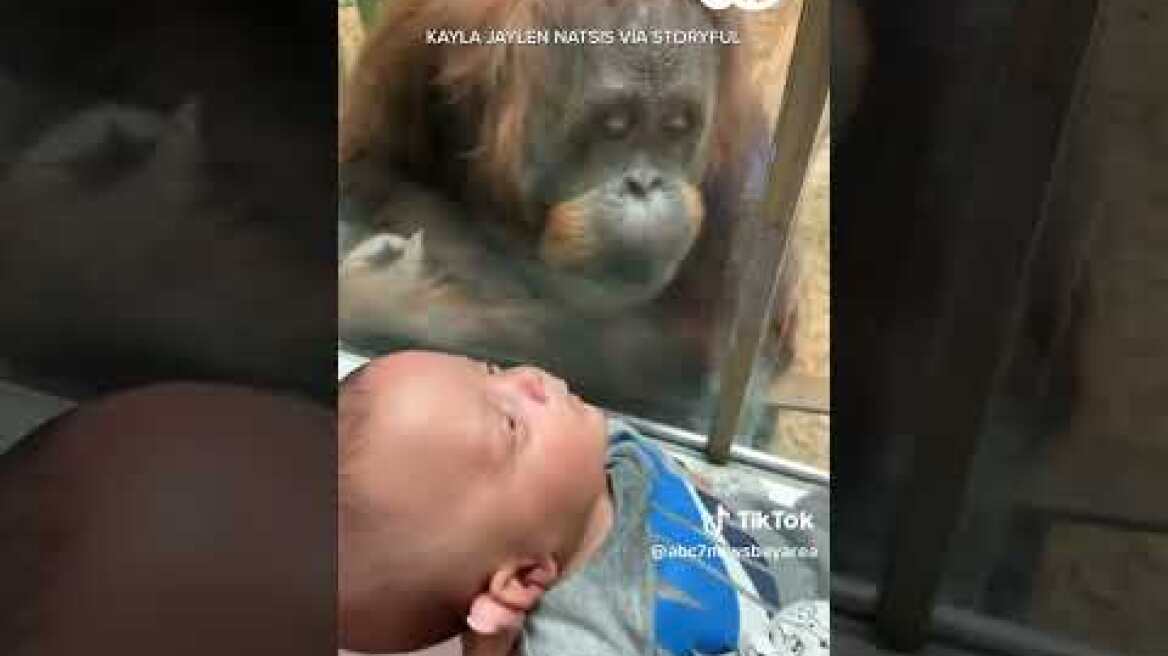 Curious orangutan inspects baby at zoo