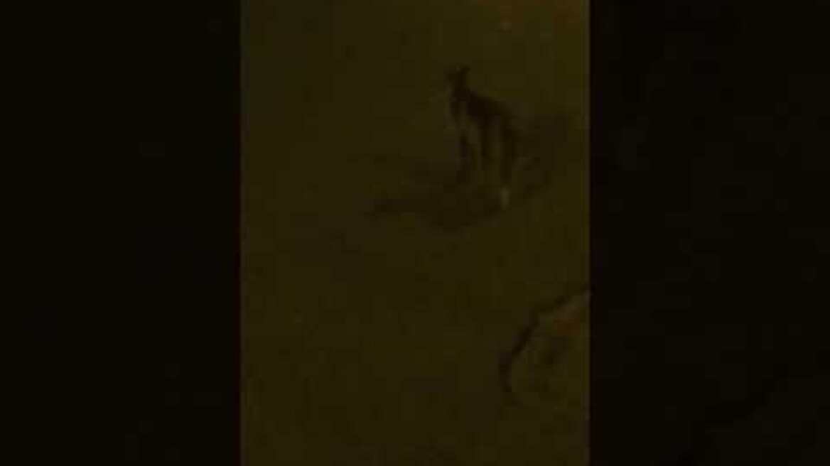 Αλεπού στον Βύρωνα Αττικής