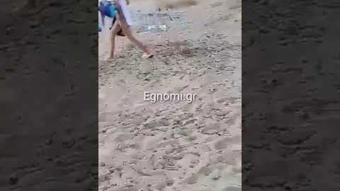 Αγριογούρουνο κόβει βόλτες στην παραλία των Αλυκών στη Χαλκίδα