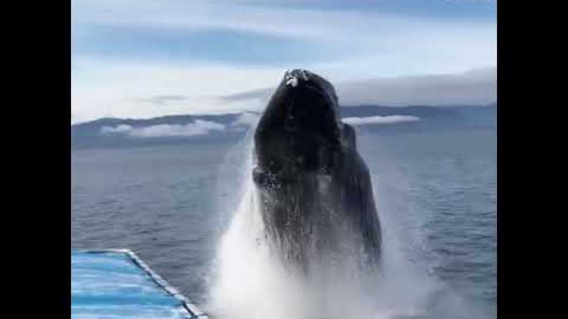 Humpback soaks whale watchers off Alaska
