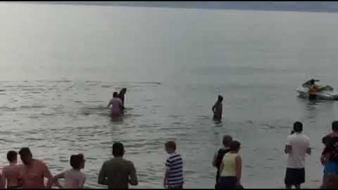 Δελφίνι βγήκε στην παραλία στην Αγία Μαρίνα