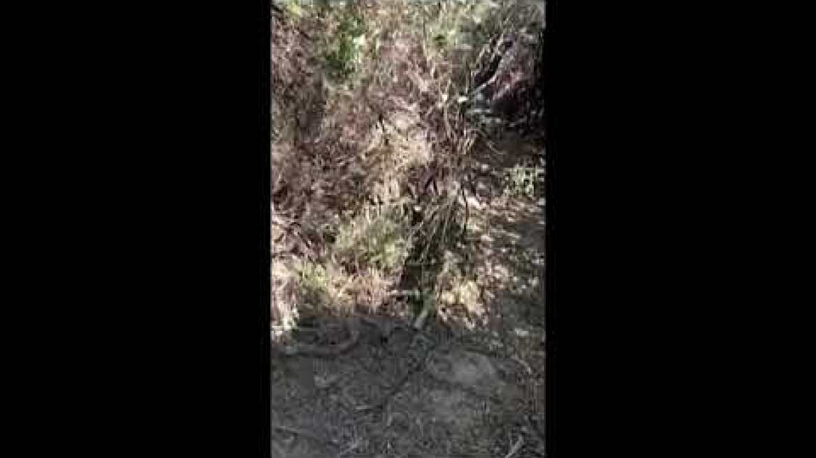 Ροδιά: Αποκλειστικές εικόνες από το δάσος με τα χασισόδεντρα