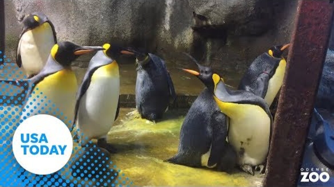 Gay penguins kidnap chick according to Denmark Zoo