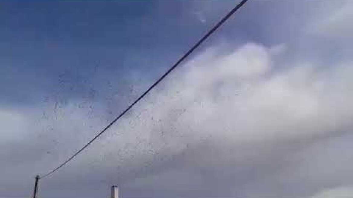 Ψαρόνια πετούν στην Εύβοια