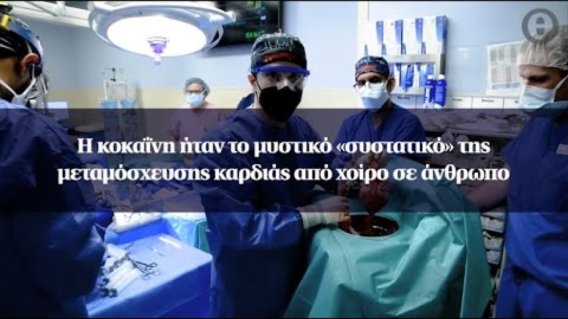 Η κοκαΐνη ήταν το μυστικό «συστατικό» της μεταμόσχευσης καρδιάς από χοίρο σε άνθρωπο
