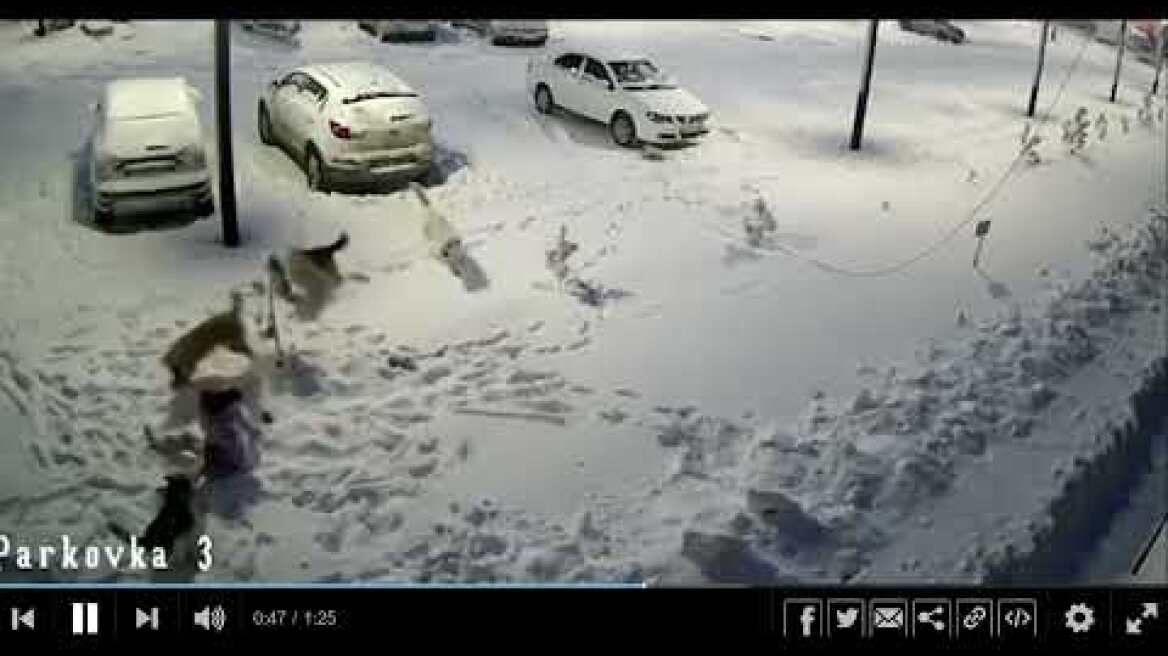 Pack mentality of dogs (illustrated)