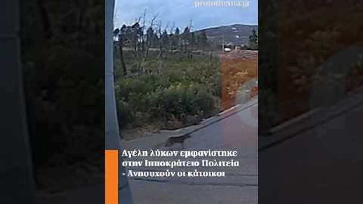 Αγέλη λύκων εμφανίστηκε στην Ιπποκράτειο Πολιτεία - Ανησυχούν οι κάτοικοι #shortsvideo
