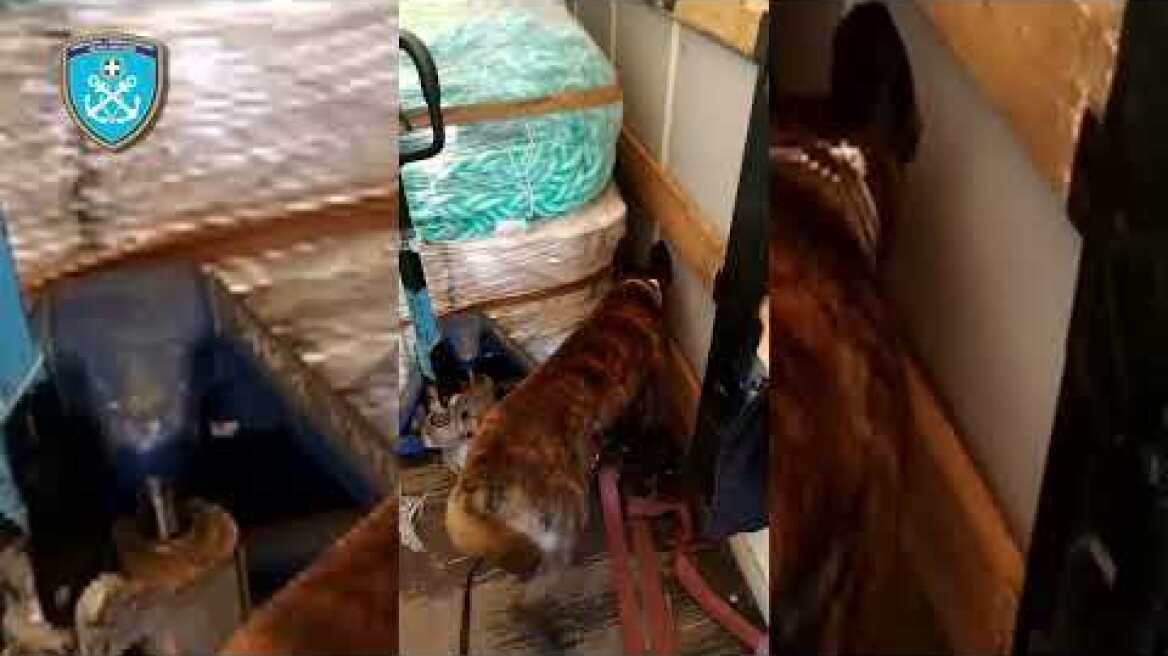 Εντοπισμός και κατάσχεση ακατέργαστης κάνναβης υδροπονικής καλλιέργειας βάρους 64.832,1gr στην Πάτρα