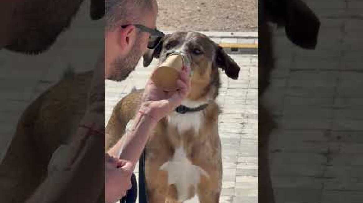 Η πρώτη αγκαλιά που σημαίνει πολλά:Η στιγμή που υιοθετούνται σκύλοι και γάτες στο Woof Festival 2026