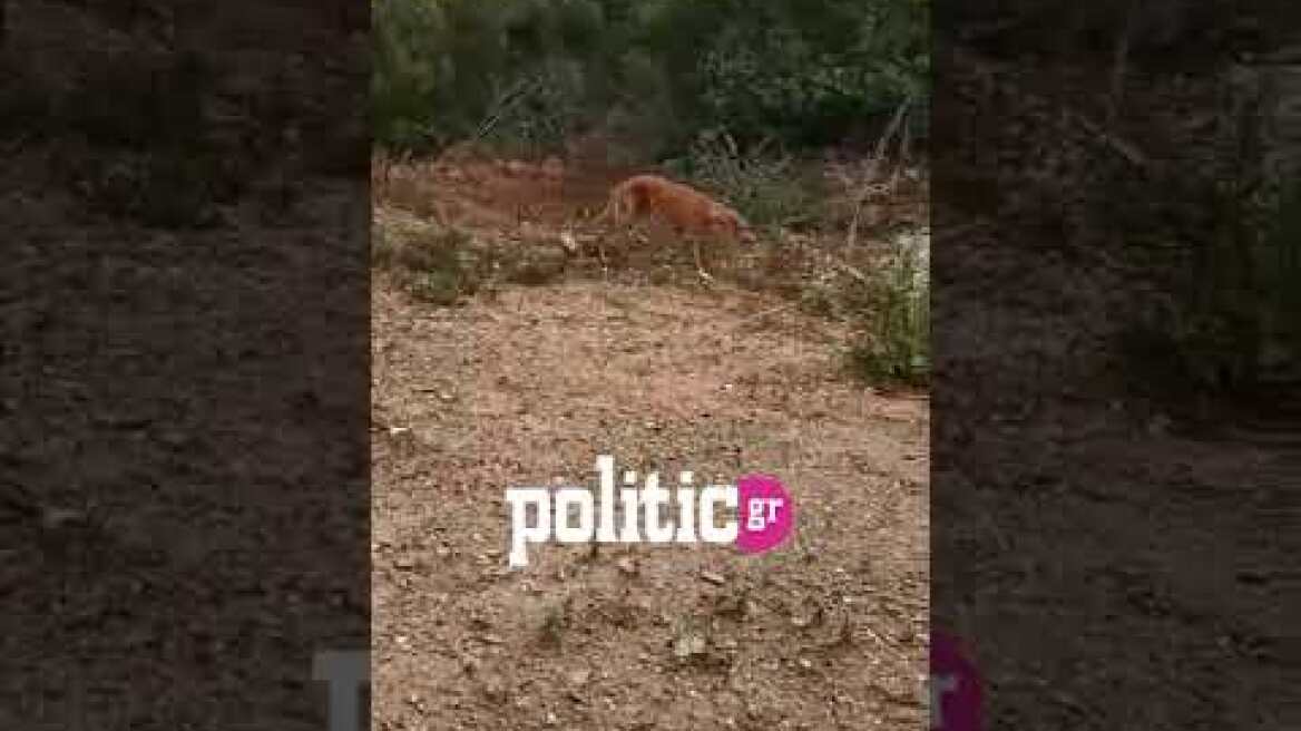 Ακραία κακοποίηση σκύλου στη Χαλκιδική