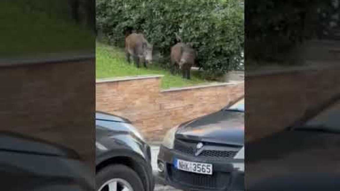 Θεσσαλονίκη: Αγριογούρουνα κάνουν βόλτες στην Καλαμαριά