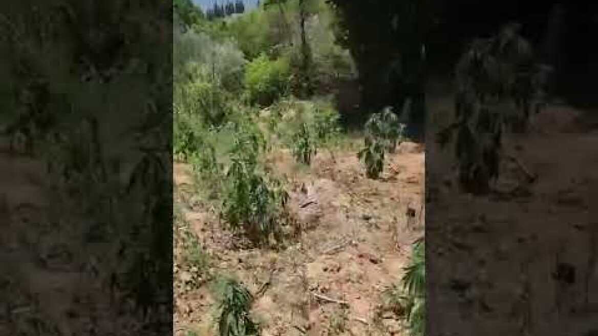 Φυτεία με 467 δενδρύλλια κάνναβης εντοπίστηκε στην Αμφίκλεια Φθιώτιδας και συνελήφθηκαν 2 αλλοδαποί