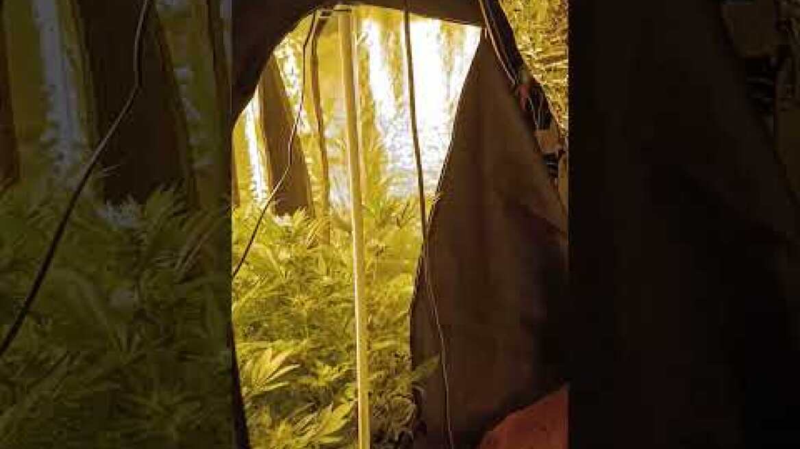 09042026 Συλληψη ατομου για εντοπισμό εργαστηρίου υδροπονικής καλλιέργειας κάνναβης  στην Θεσ/νίκη