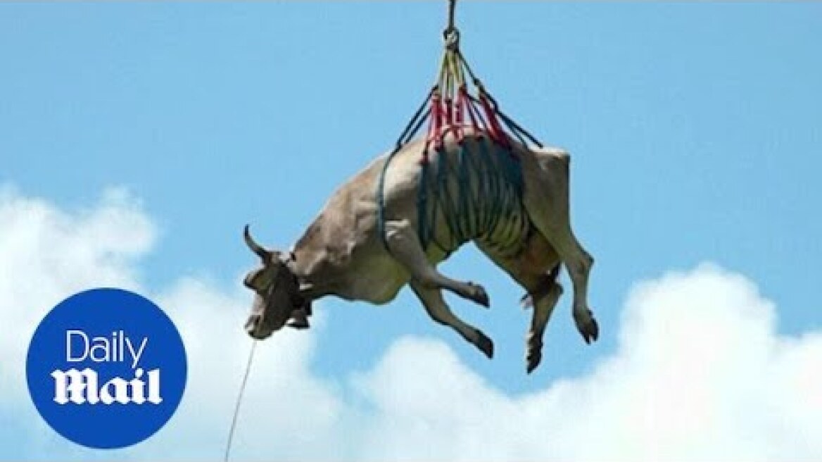 Cow flown by helicopter in Switzerland during Bodenfahrt cattle march