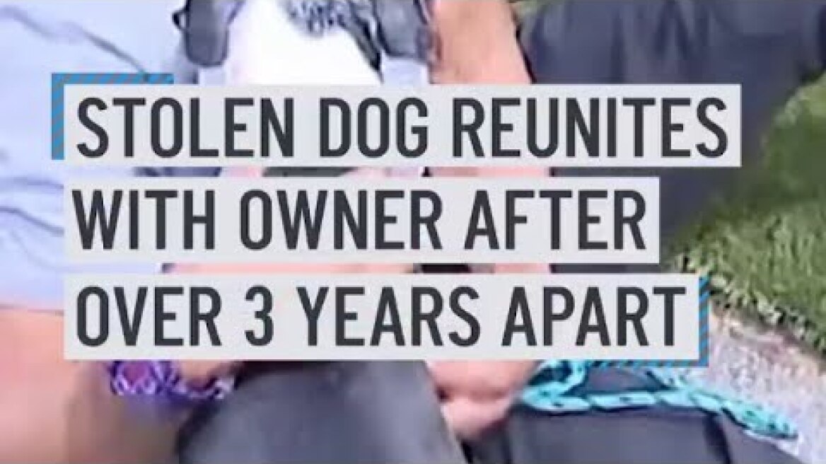 Stolen dog reunites with owner after over 3 years apart
