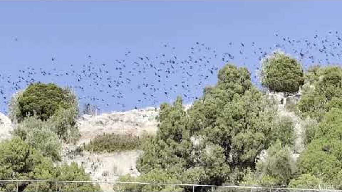 Μετανάστευση τεράστιου σμήνους πουλιών!!!