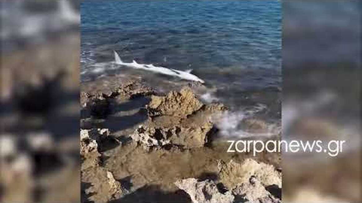Καρχαρίας στην παραλία του Σταυρού