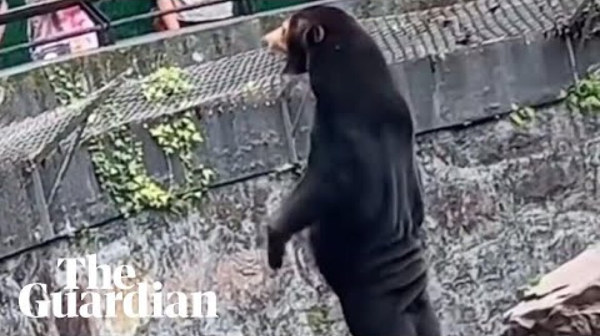 Sun bear at Chinese zoo accused of being human dressed in a costume